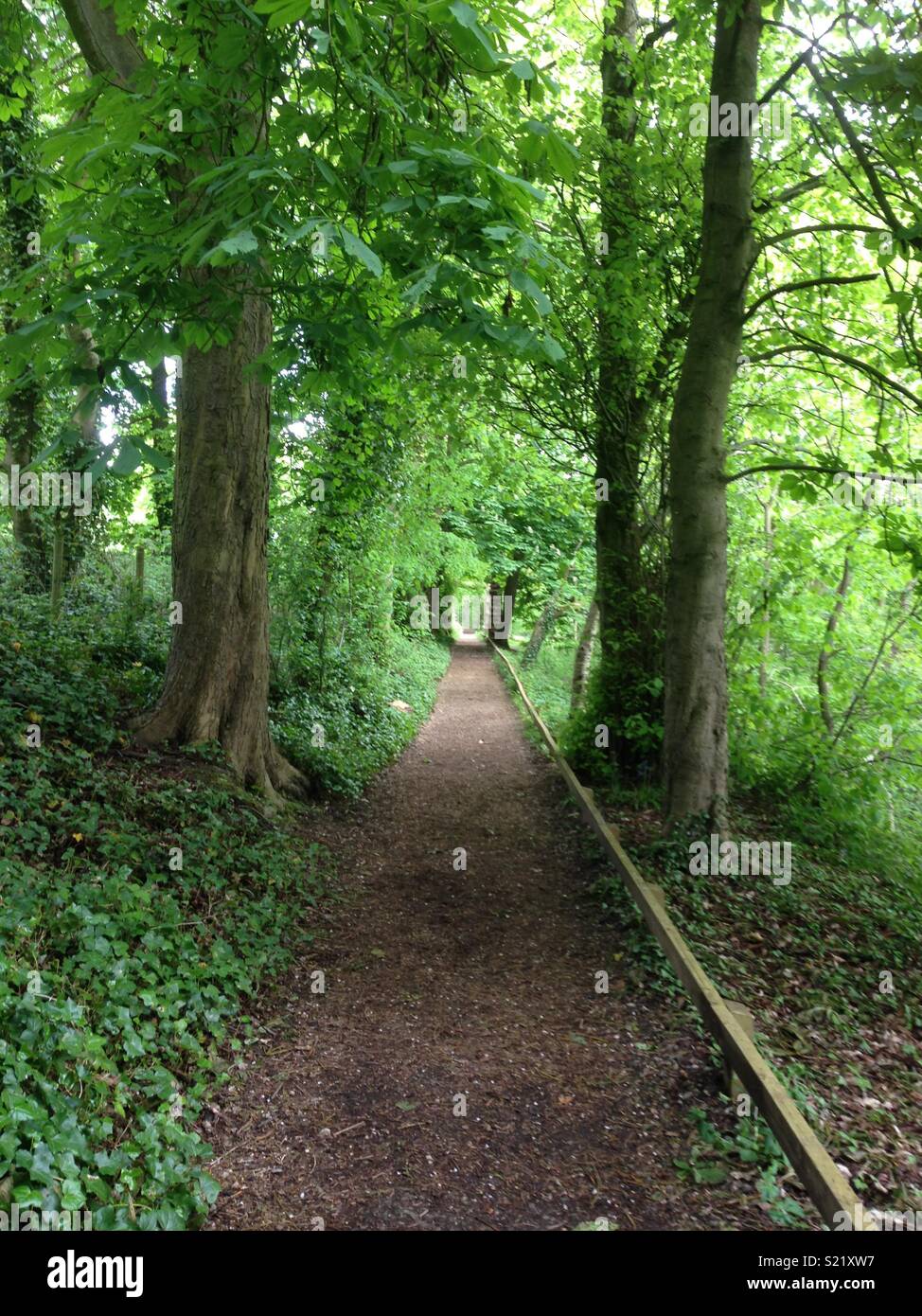 Path through the English woods Stock Photo - Alamy