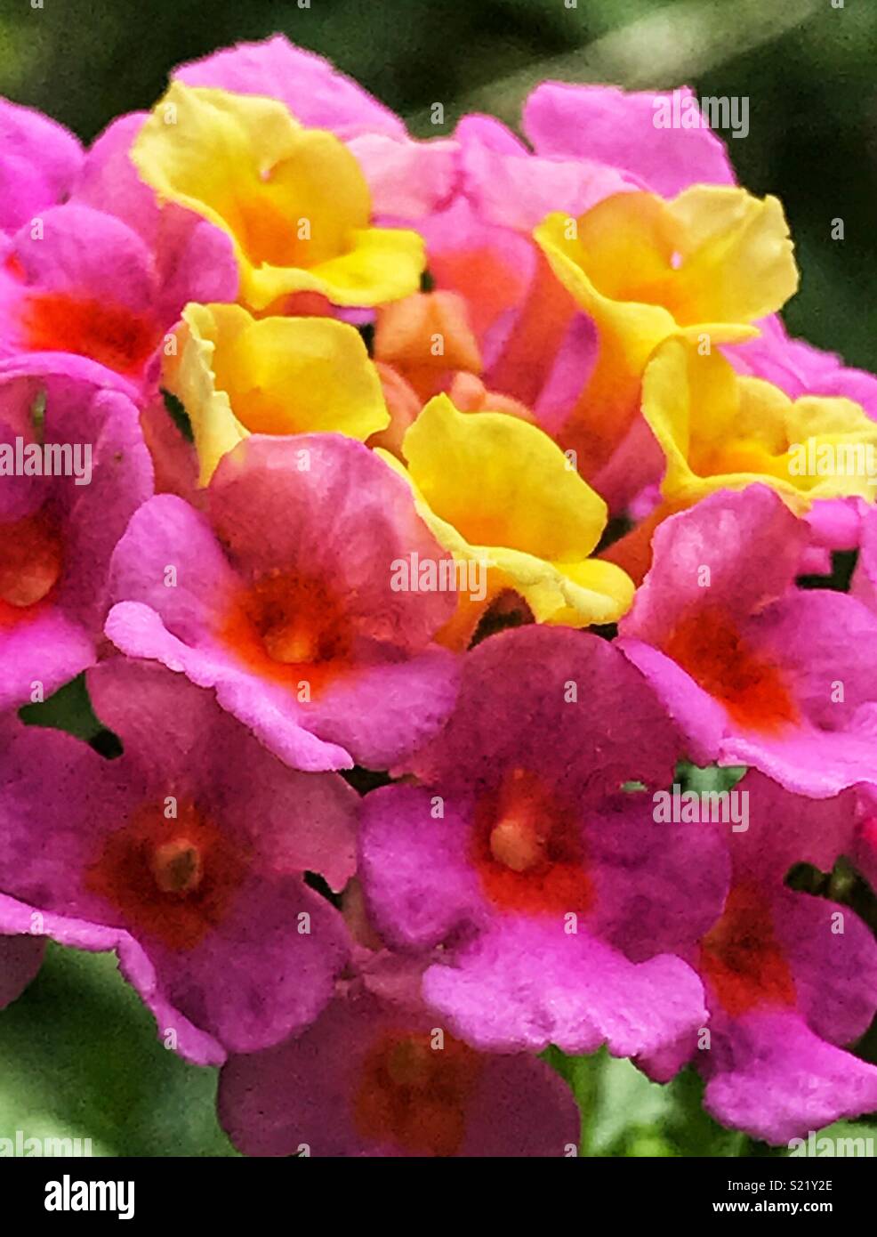 Tiny pink and yellow flowers macro shot,Lantana camara Stock Photo
