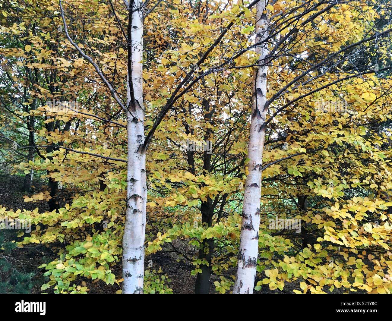 Autumn leaves on birch trees Stock Photo