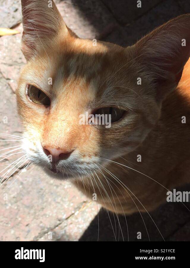 cat in south Africa Stock Photo - Alamy