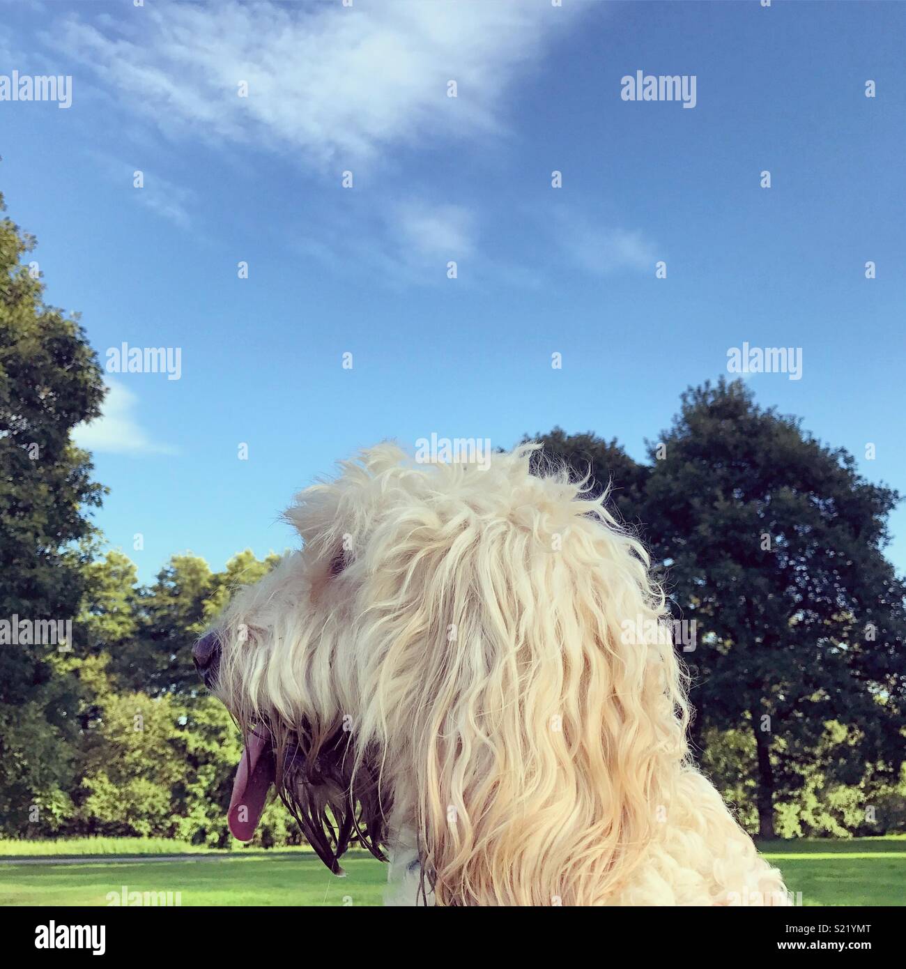 Profile picture of a cockapoo dog at the park. Stock Photo