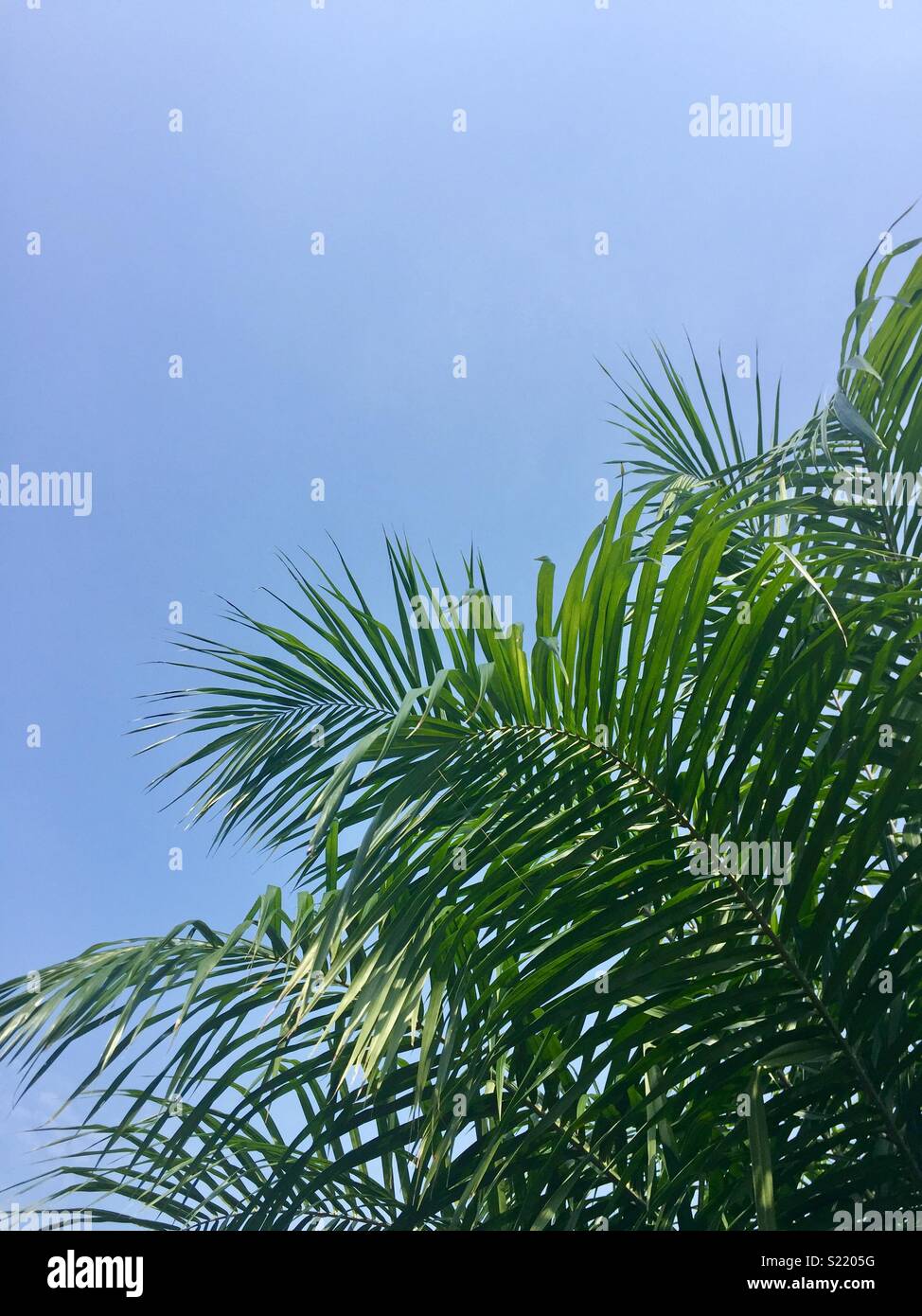 Palm trees, ocean breeze Stock Photo Alamy