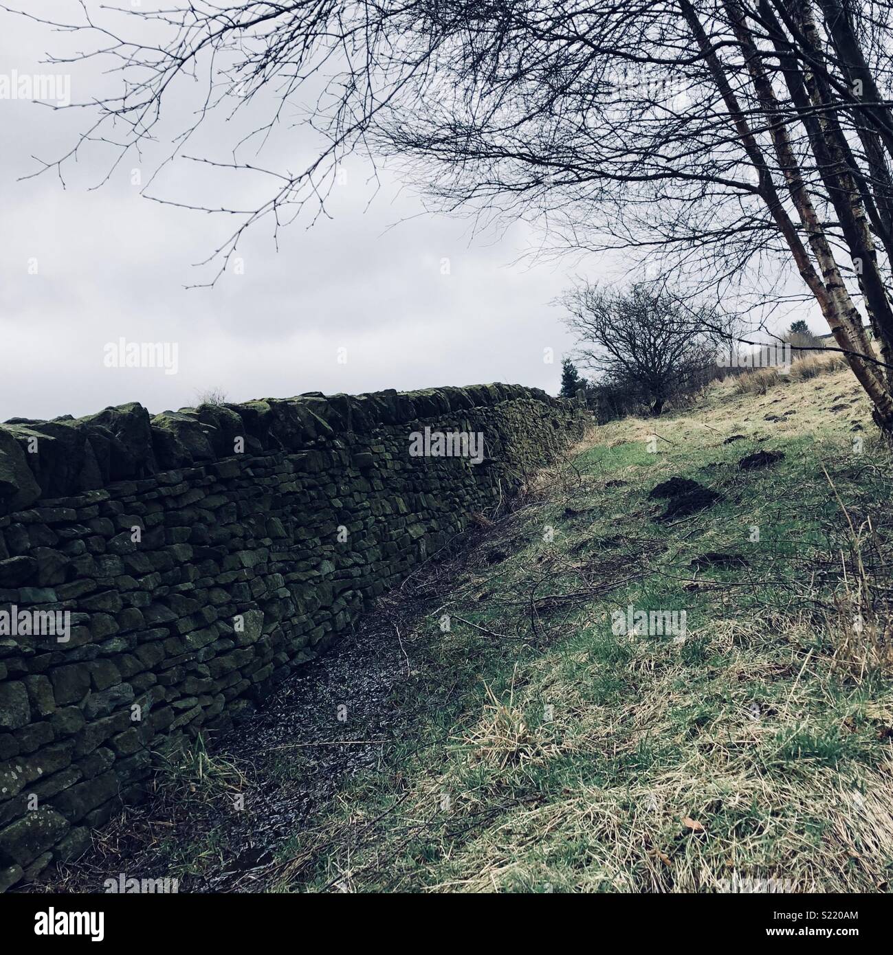 Werneth Low stone wall in autumn. Stock Photo