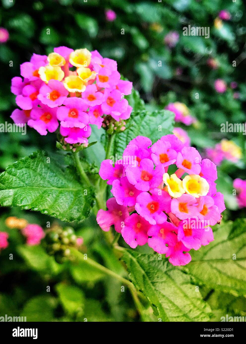 Pink and yellow flowers blooming in warm sunlight,Lantana camara - Smartphone Captured Stock Image