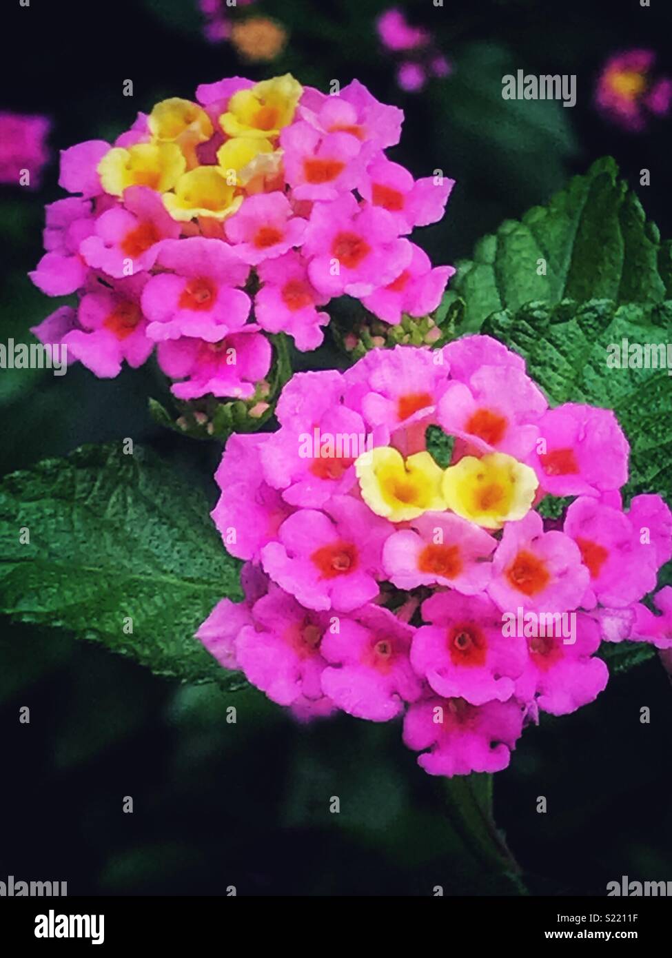 Pink and yellow flowers blooming, Lantana camara Stock Photo