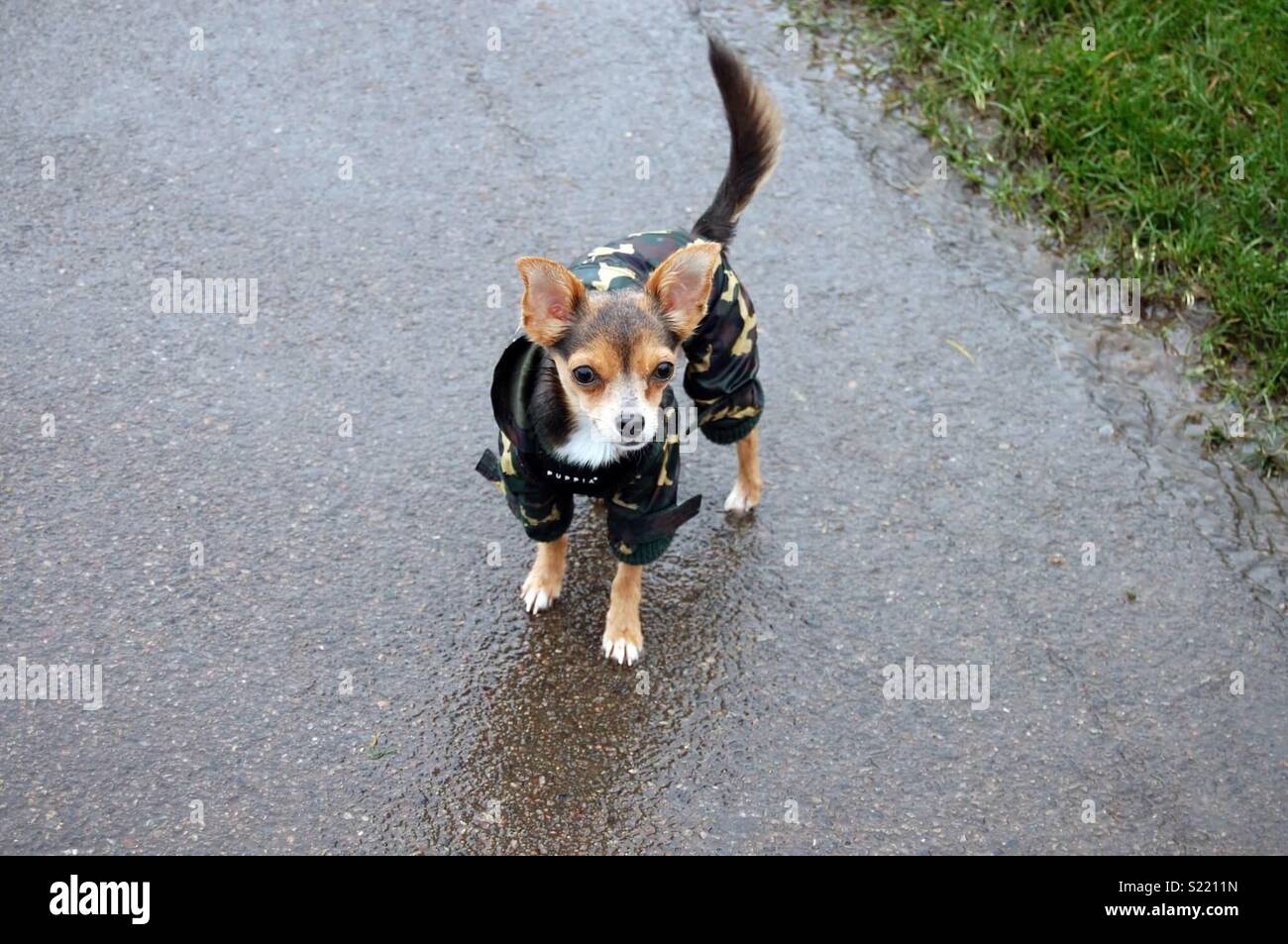 Small dog wearing onesie in rain Stock Photo Alamy