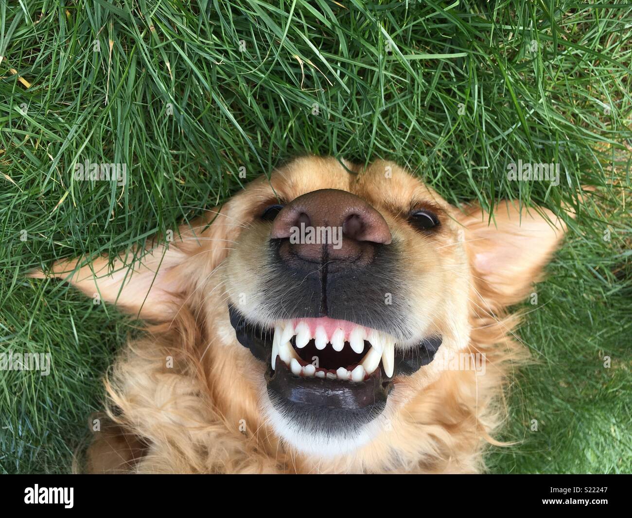 Golden retriever in the grass Stock Photo - Alamy