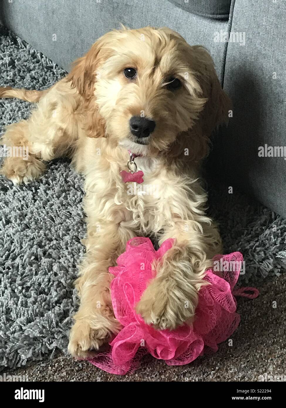 A dog and her sponge Stock Photo Alamy