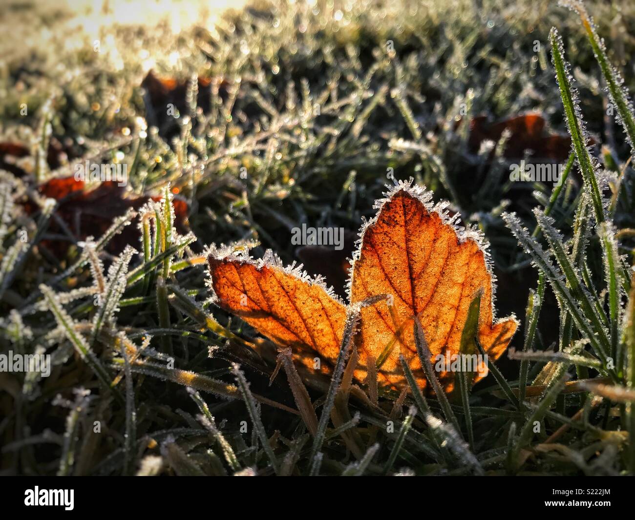 Frost on a leaf late Winter afternoon Stock Photo