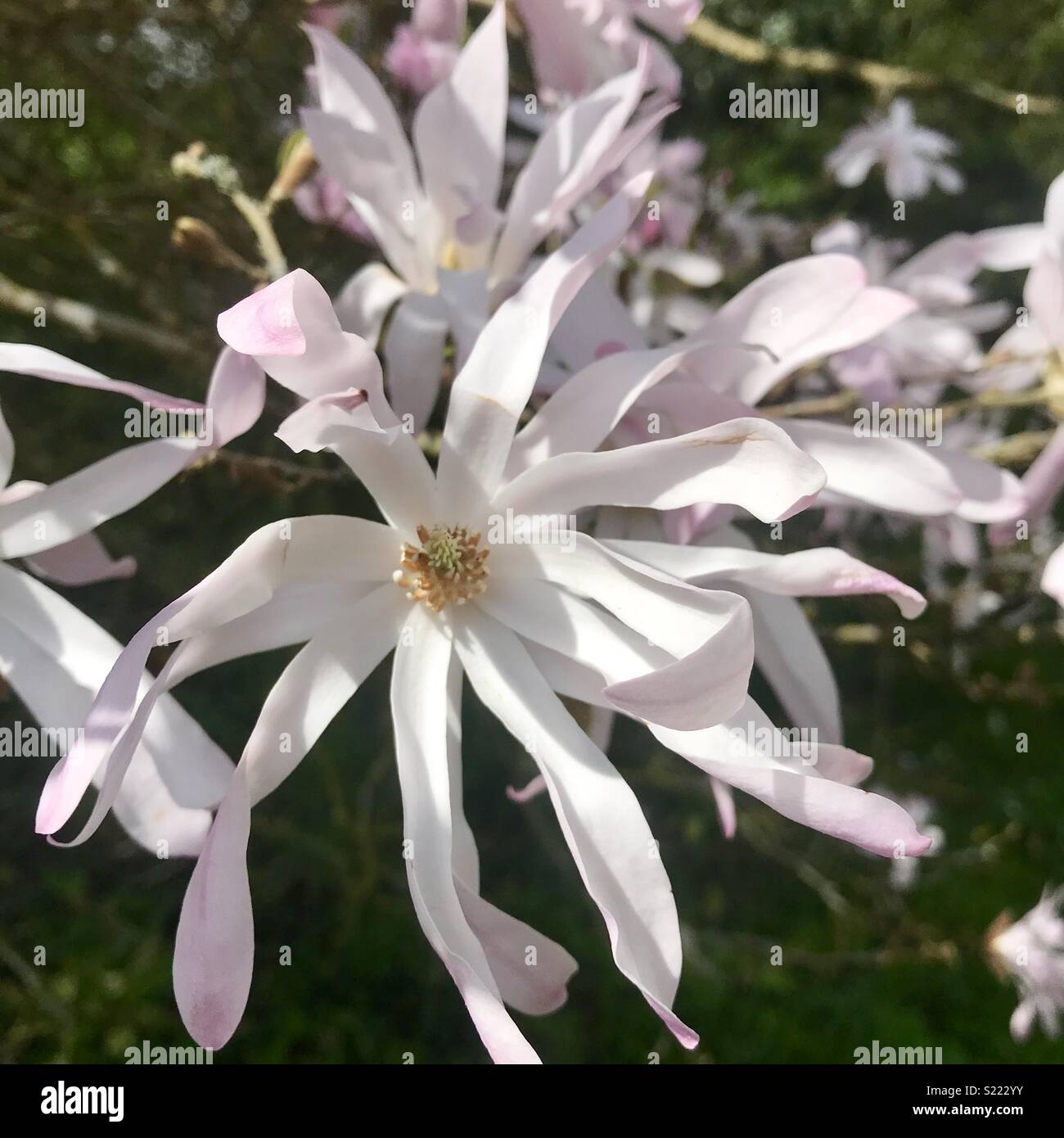 Spring magnolia tree hi-res stock photography and images - Alamy