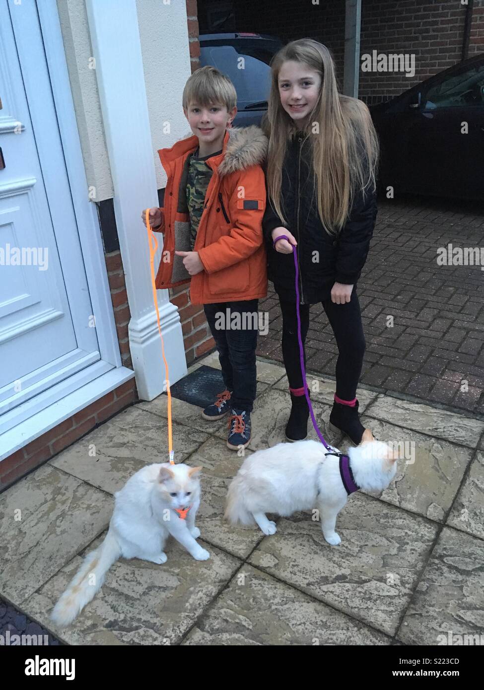 Taking Cats for a Walk Stock Photo Alamy