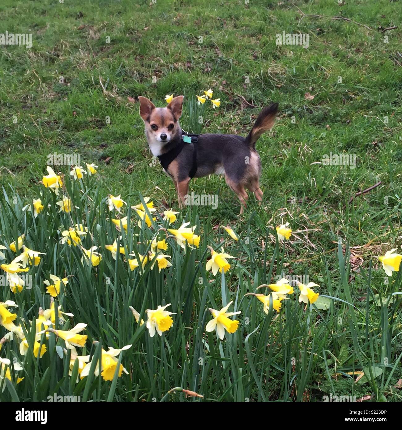 Dog daffodil hires stock photography and images Alamy