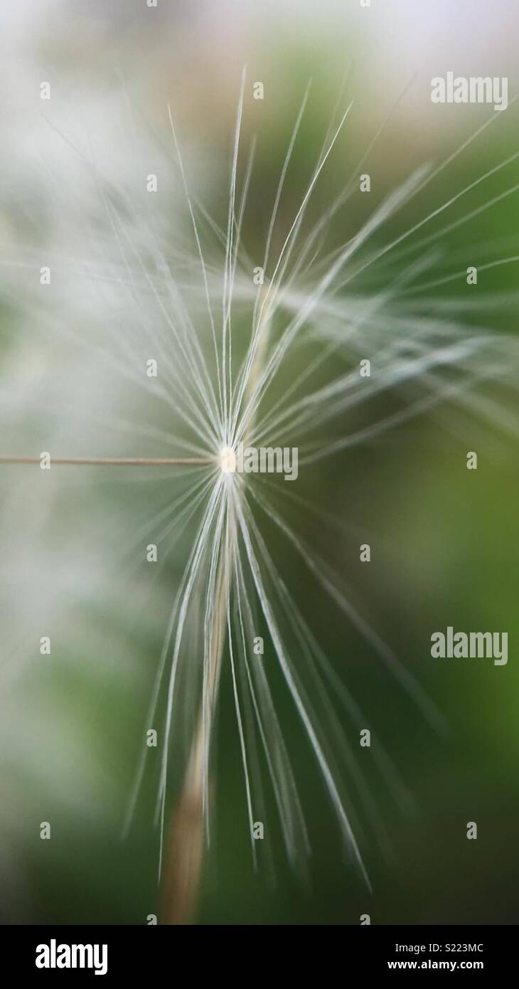 Single Dandelion seed heads floating through the air Stock Photo Alamy