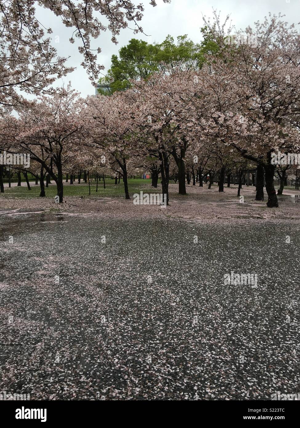 Japan cherry blossom Stock Photo