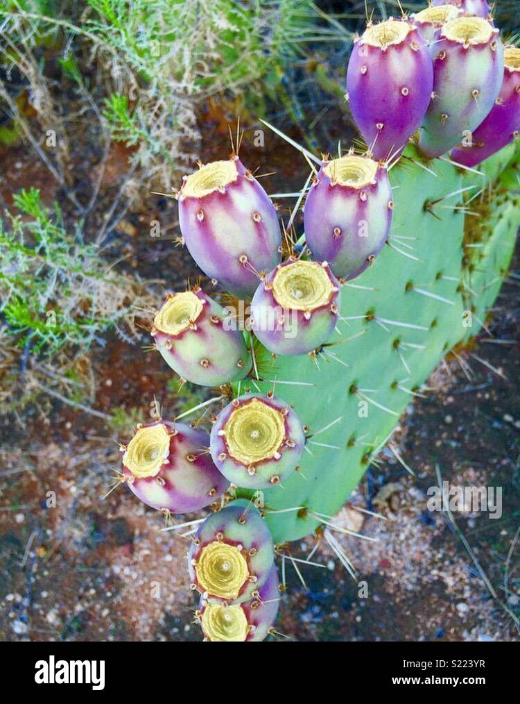 Purple cactus Stock Photo