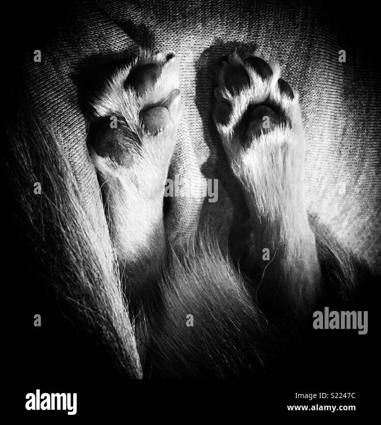 Dog with white paws hi-res stock photography and images - Alamy