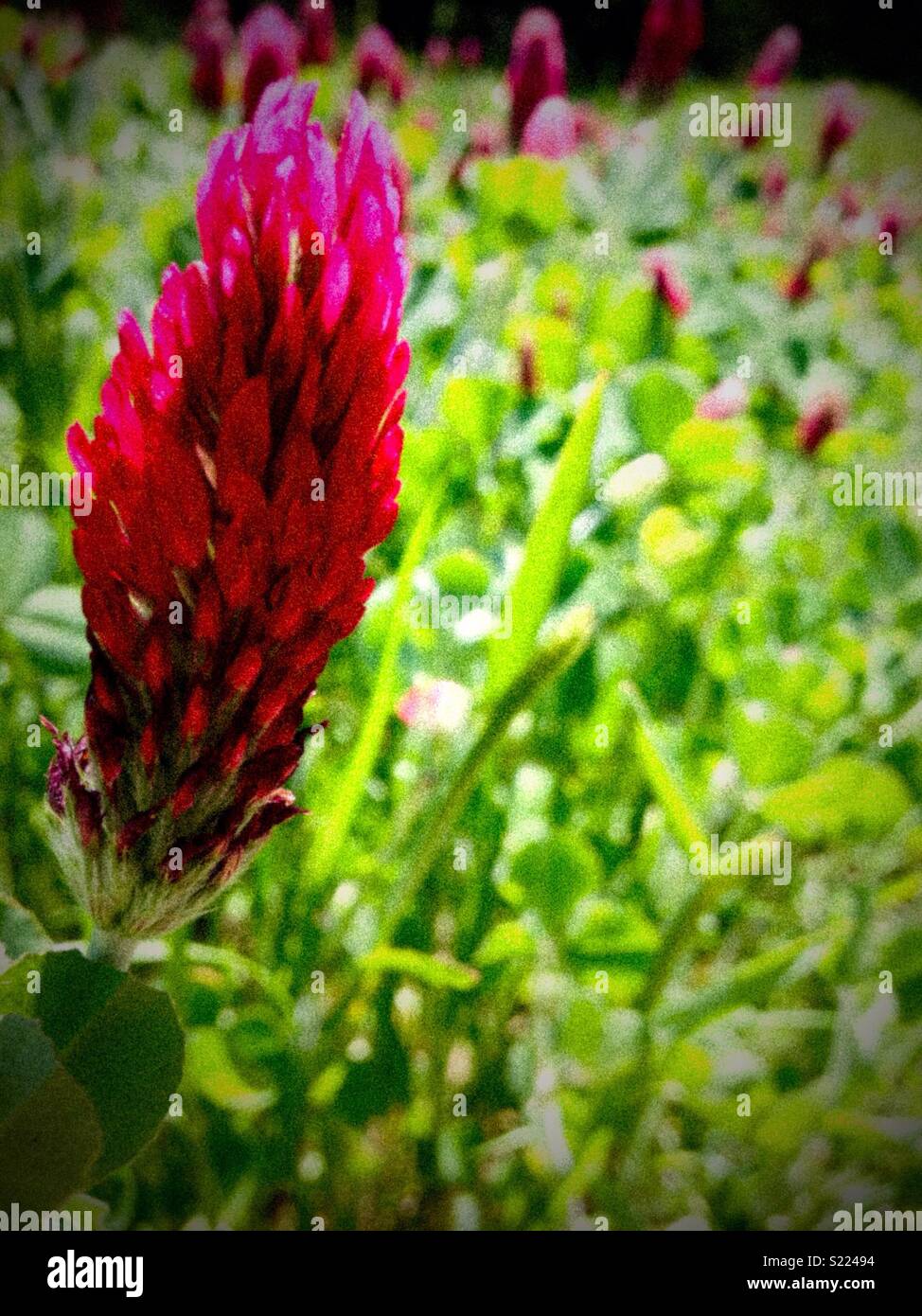 Grainy photo of Crimson Clover head in North Carolina field - Smartphone Captured Stock Image