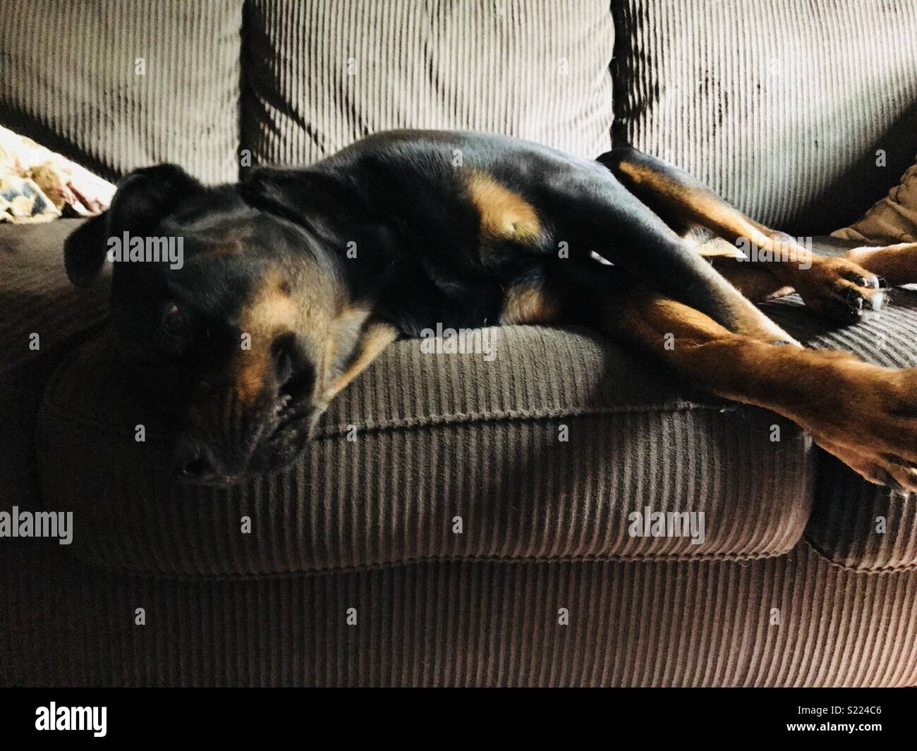 Rottweiler laying on a couch Stock Photo