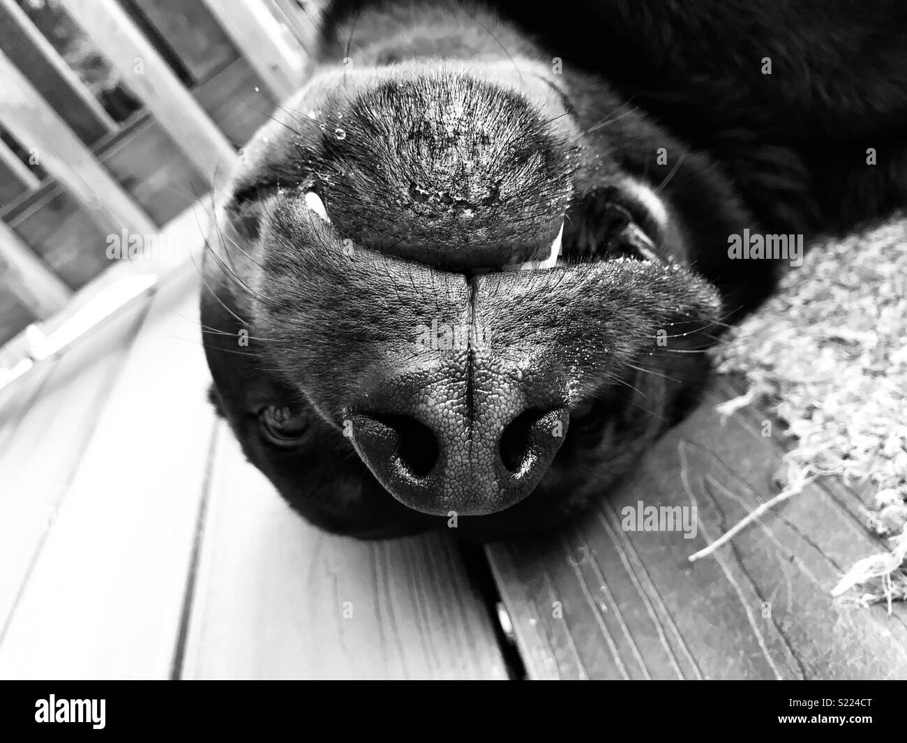 Rottweiler being silly Stock Photo