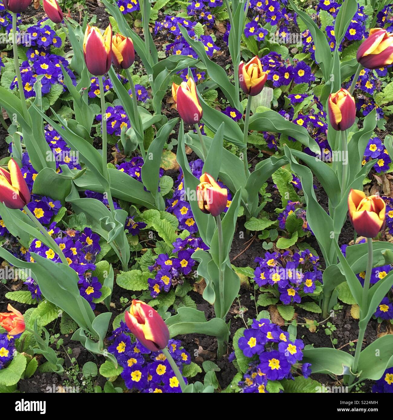 Flower Array Stock Photos & Flower Array Stock Images Alamy