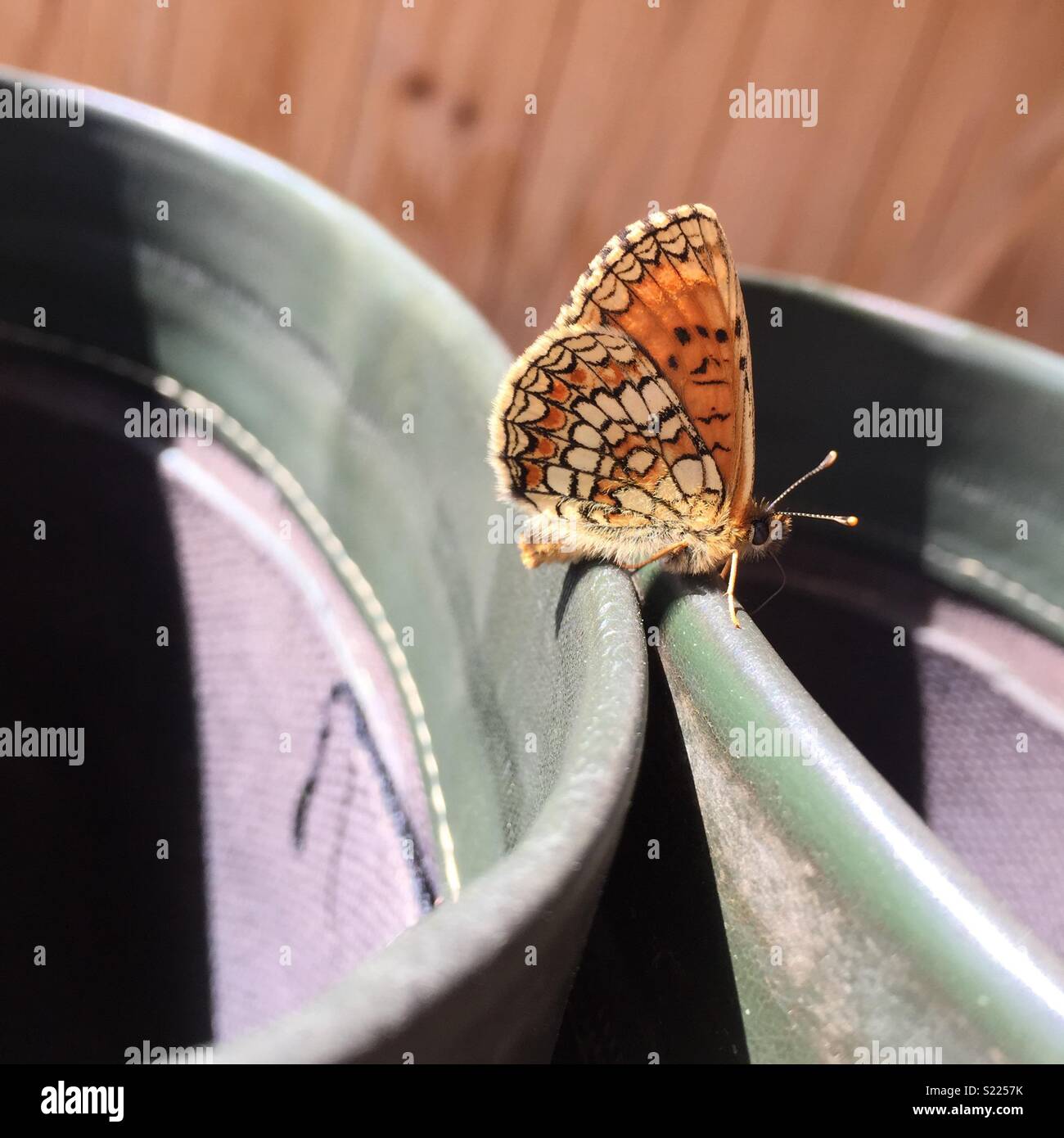 Heath Fritillary, Melitaea athalia, sitting on boot shanks. - Smartphone Captured Stock Image