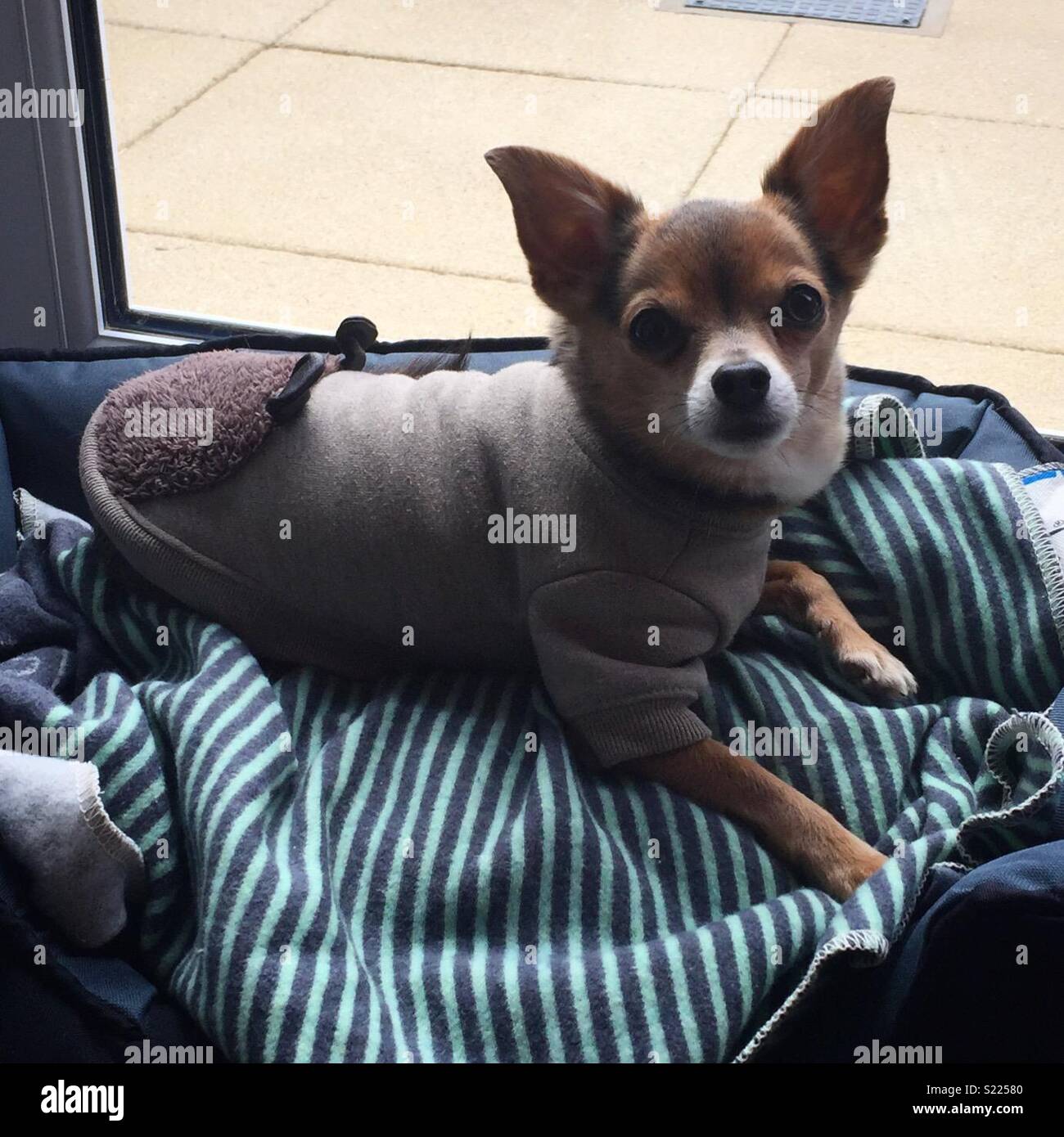 Small dog in bed wearing a jumper Stock Photo Alamy