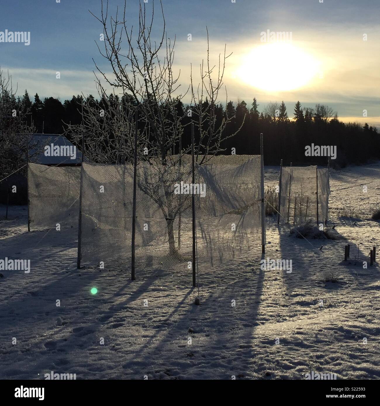 Winter sun and fruit trees protected with nets against deer. Stock Photo
