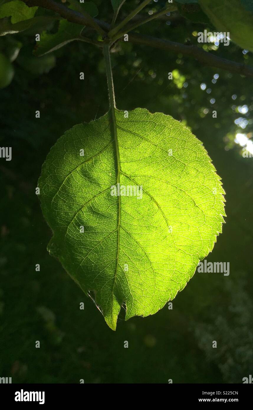 Apple leaf backlit to highlight detail. - Smartphone Captured Stock Image