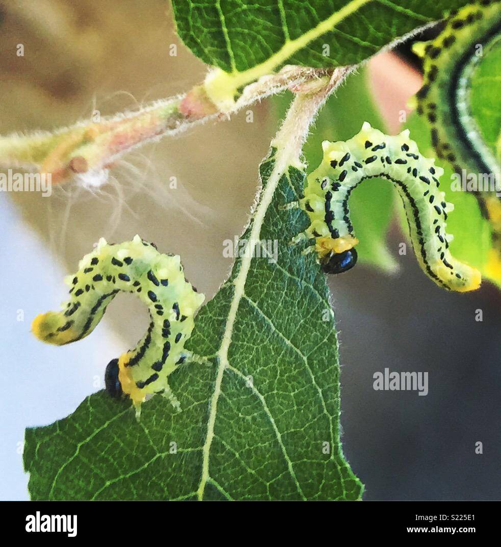 Dinner for two! Stock Photo - Alamy