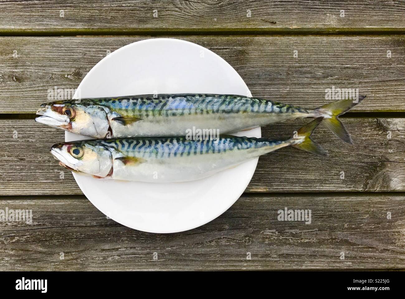 Mackrell on a plate - Smartphone Captured Stock Image