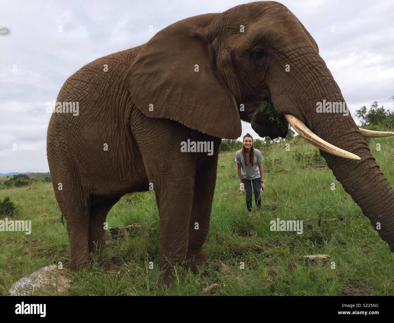 South African Elephant Stock Photo Alamy south-african-elephant-stock-photo-alamy