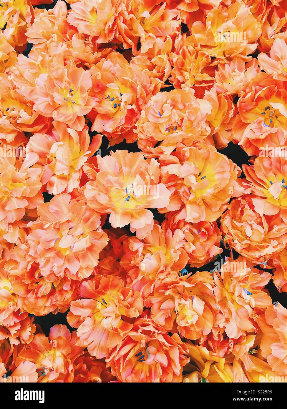 Keukenhof florals Stock Photo