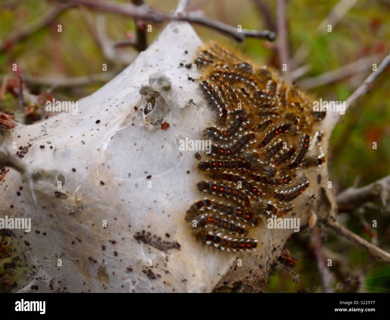 Pictures Of Brown Tail Moth Caterpillar