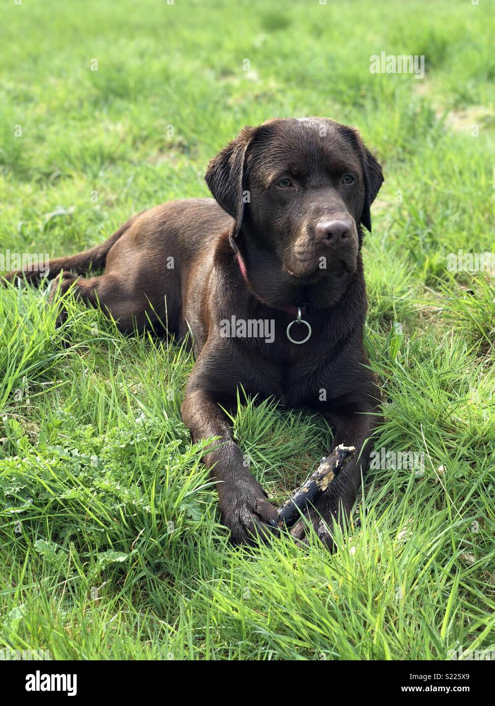 Chocolate Lab in the spring weather Stock Photo