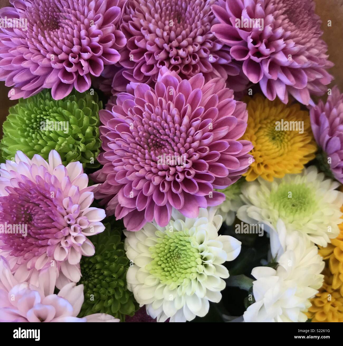 Chrysanthemum Bocquet Stock Photo