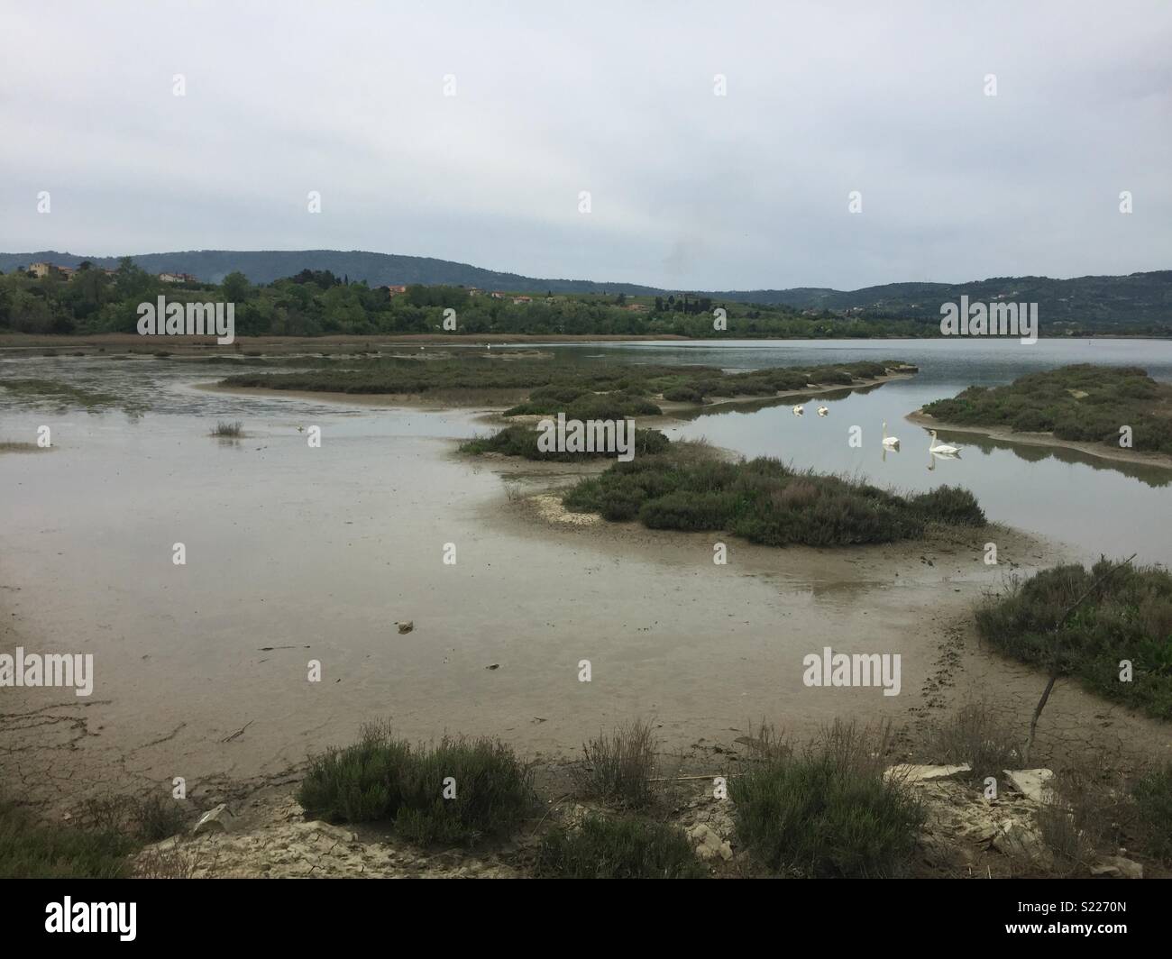 Šcocianski Zatok nature reserve, Slovenia. - Smartphone Captured Stock Image Šcocianski Zatok nature reserve, Slovenia. - Smartphone Captured Stock Image