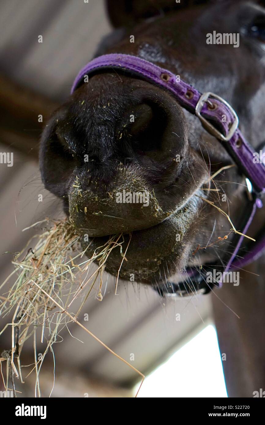 Never look a gift horse in the mouth Stock Photo