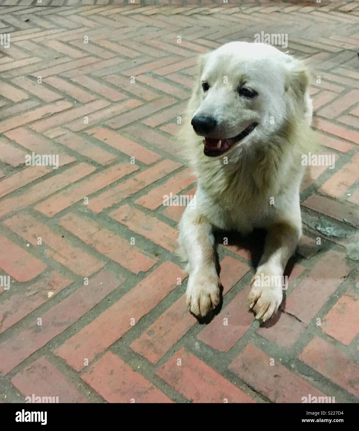 Street dog in Laos sitting on pavement - Smartphone Captured Stock Image