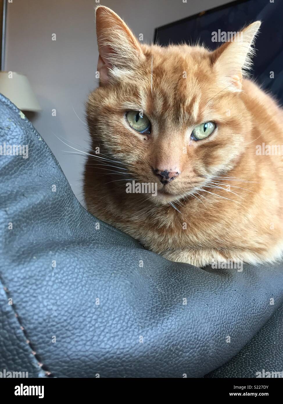 Cat nibbles hires stock photography and images Alamy