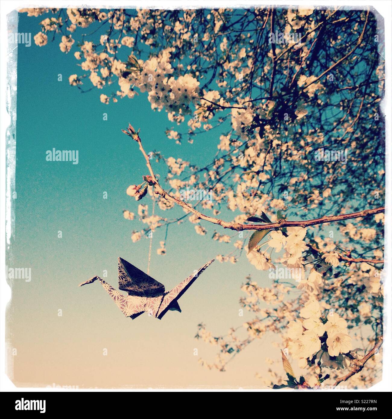 A paper origami bird hanging from a blossoming tree in spring - Smartphone Captured Stock Image A paper origami bird hanging from a blossoming tree in spring - Smartphone Captured Stock Image