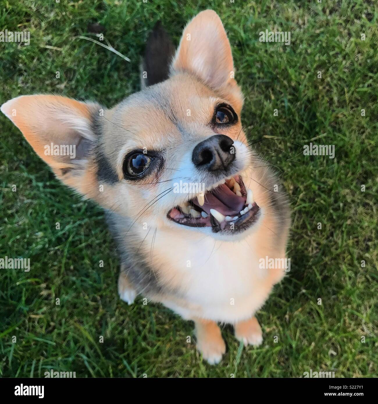 happy chihuahua