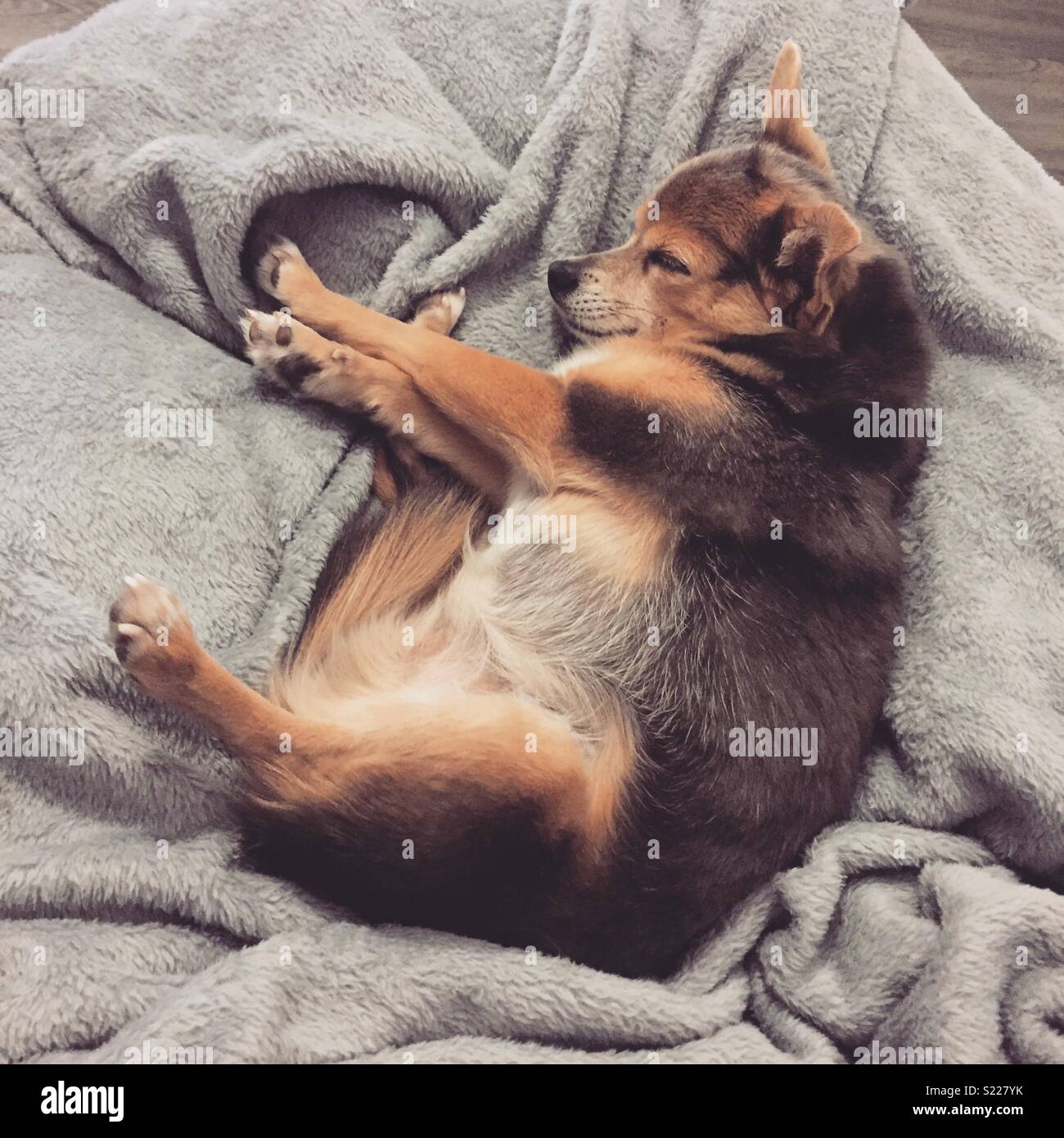 Beautiful small dog sleeping on fleece blanket Stock Photo Alamy