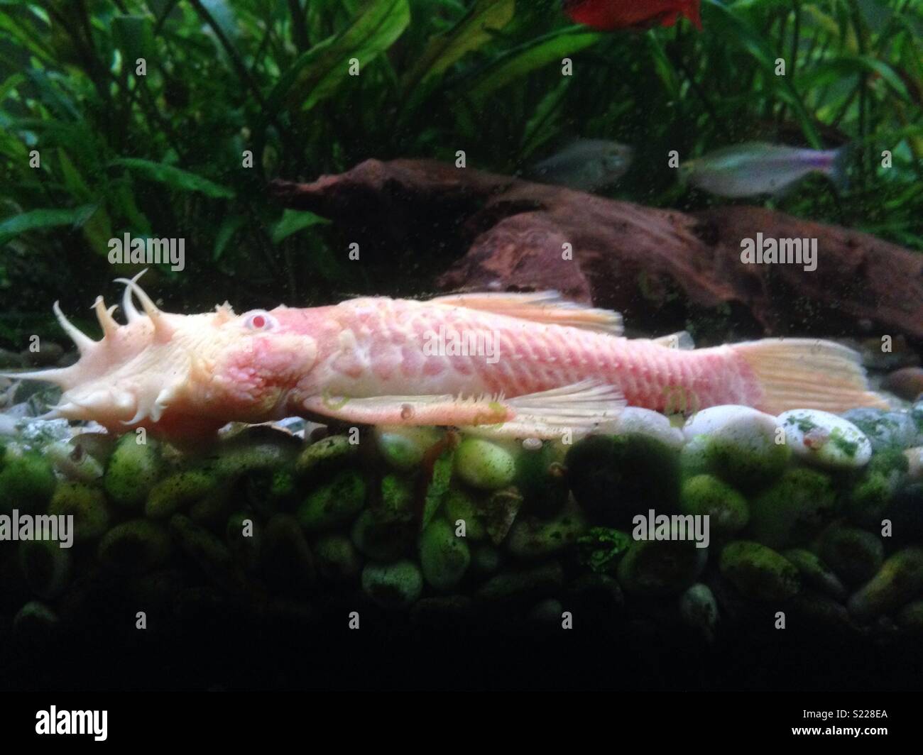 Male Bristlenose catfish Stock Photo