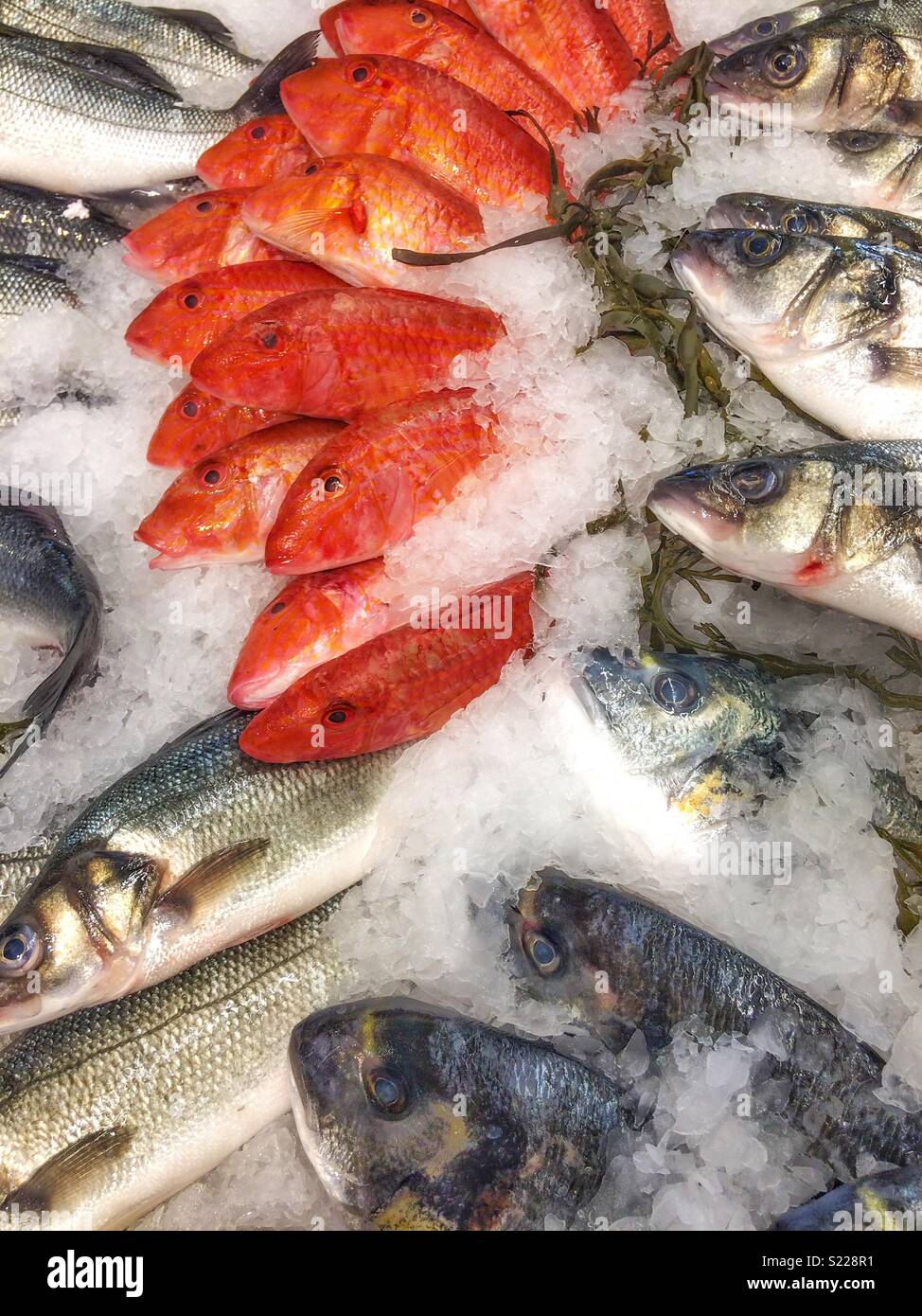 Red mullets and other fishes on a stall with ice in a fresh fish market, France. - Smartphone Captured Stock Image