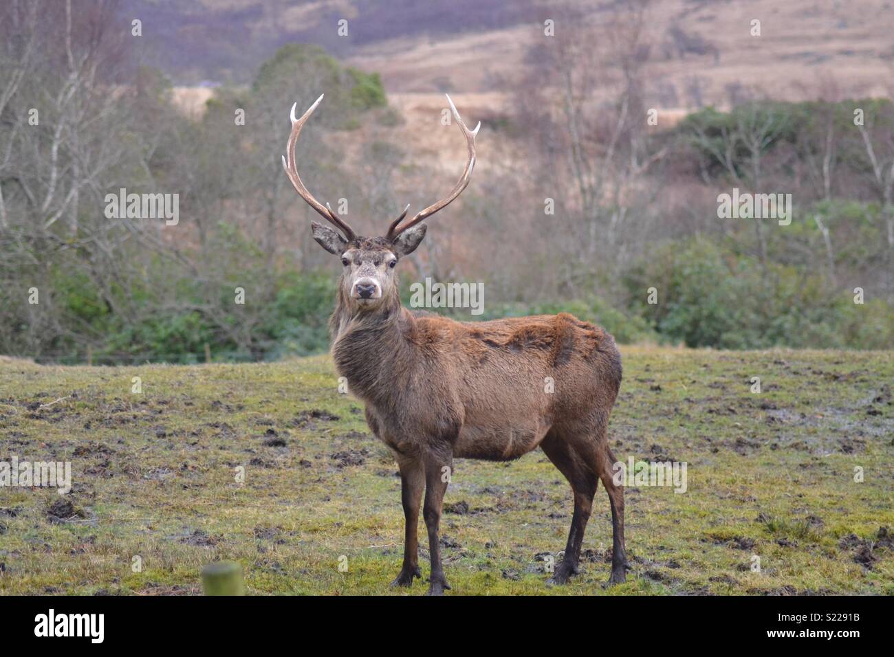 Stag in Glen Etive, Scotland Stock Photo