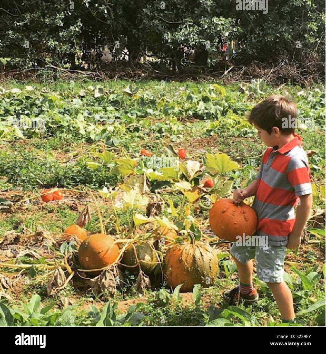 Boy carrying pumpkins Halloween Stock Photo