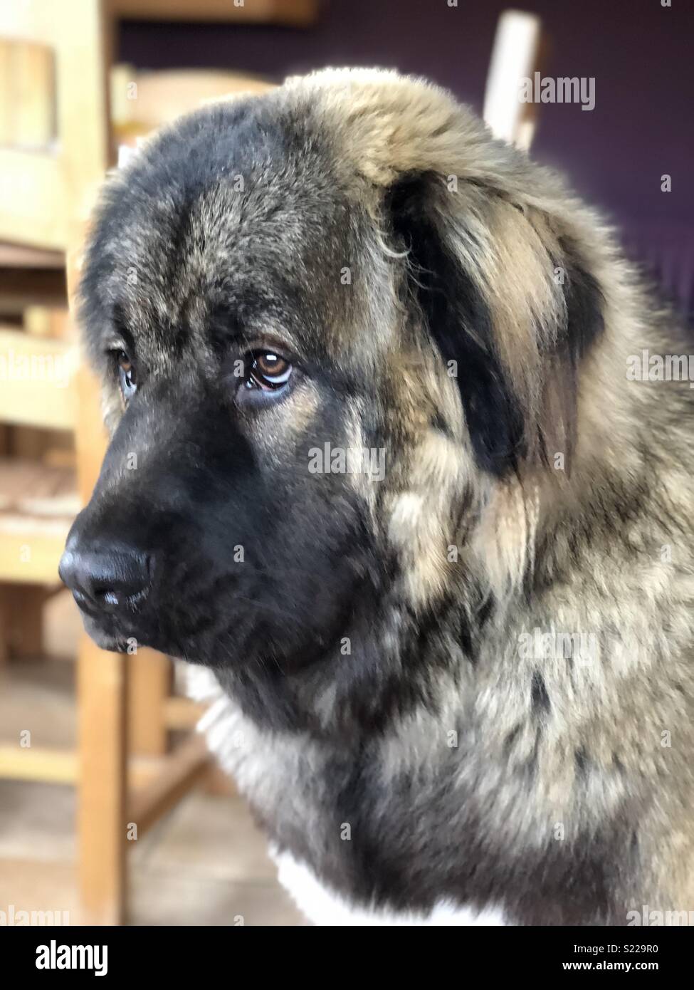 Caucasian Ovcharka Puppy Stock Photo