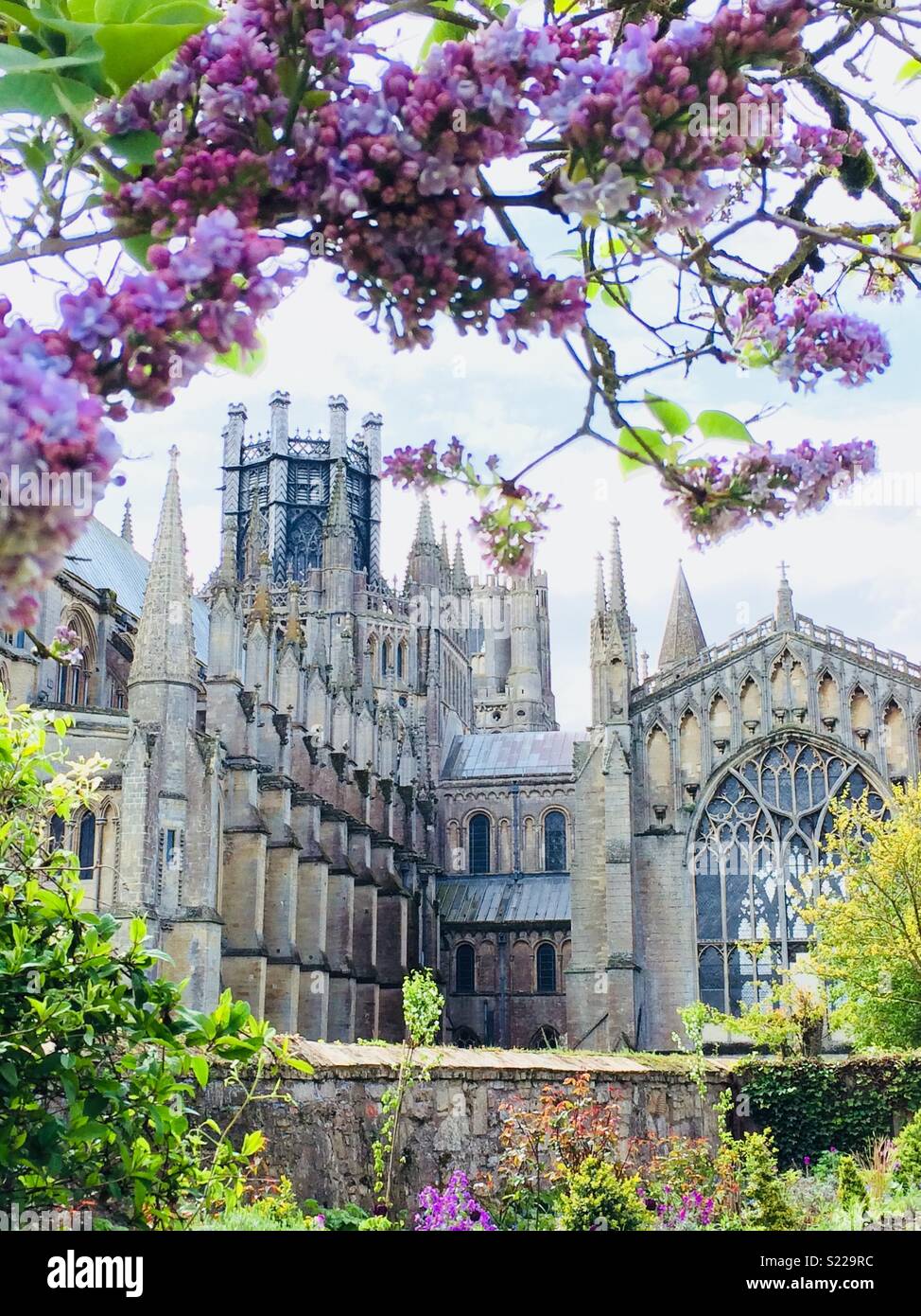 Ely Cathedral in lilac time Stock Photo