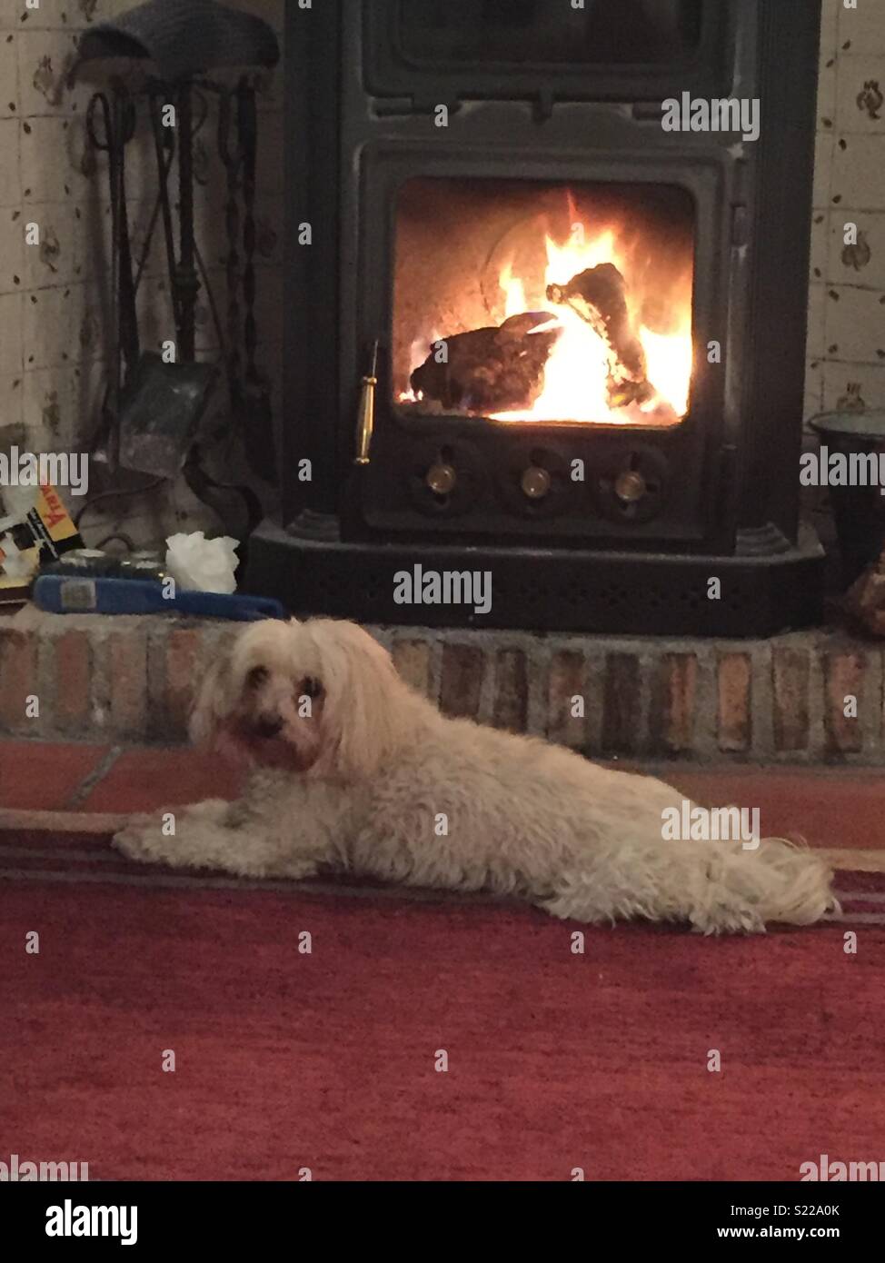 Dog resting by wood burning stove Stock Photo Alamy