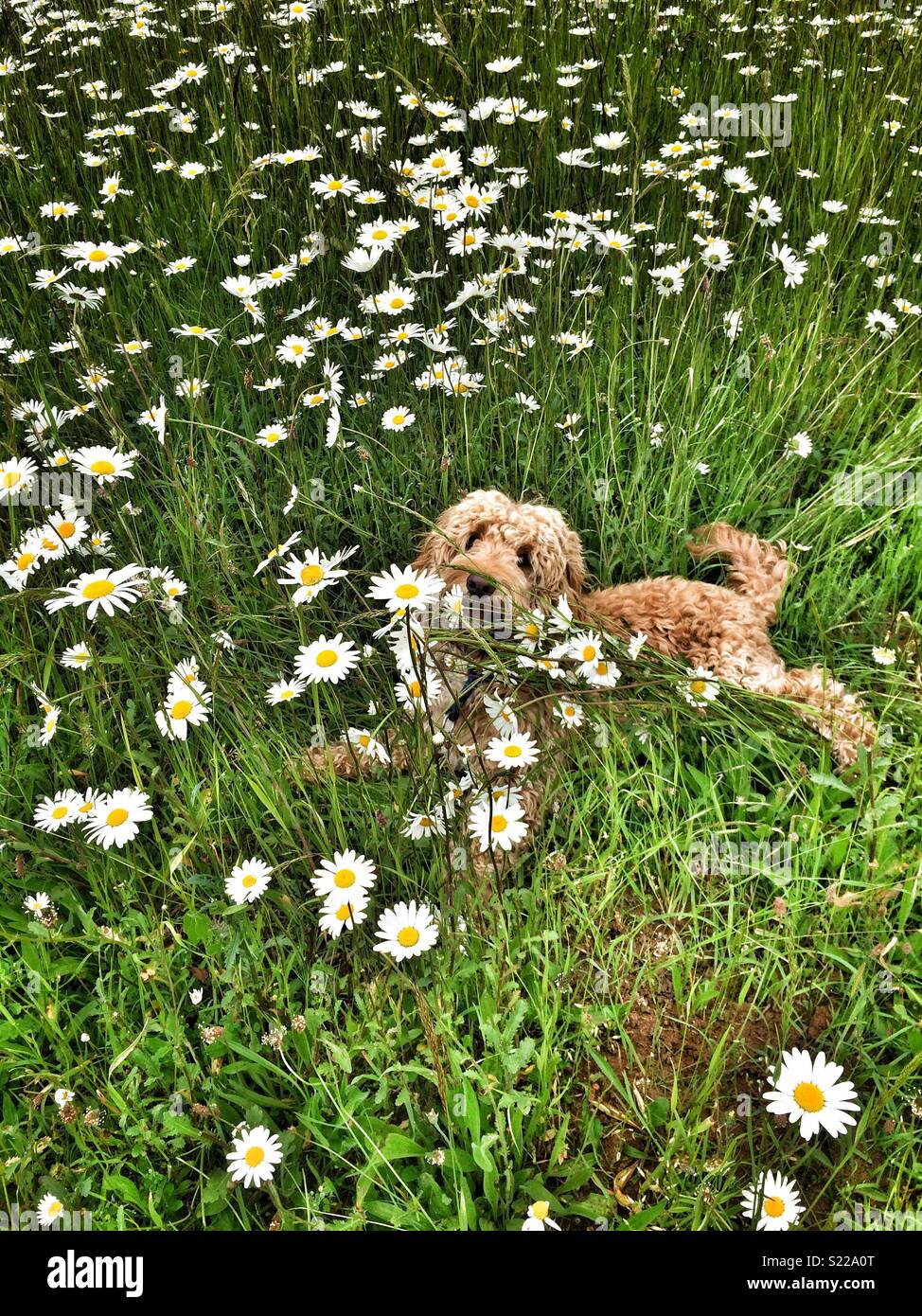 Dog daisies hires stock photography and images Alamy